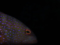   Bluespotted Grouper Cephalopholis argusOlympus OMD EM 60mm 2.8 28  
